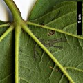 SpeciesSub: subsp. sterculiaceum
